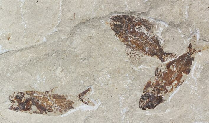 Cretaceous Fossil Fish (Ctenothrissa & Nematonotus) - Lebanon #48531